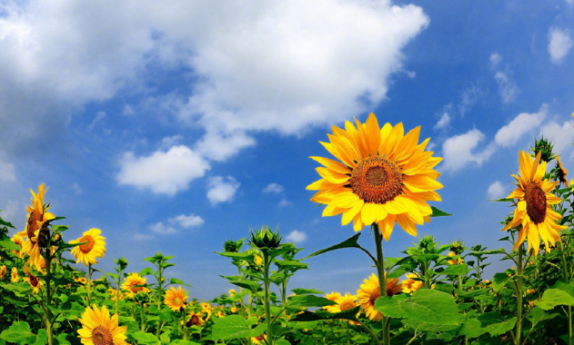 ����AG����|AG���˹�����